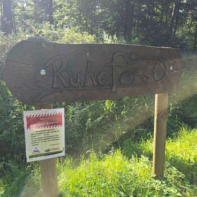 Giftköder-Eichenprozessionsspinner-Bild