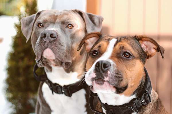 Wo sind meine AMERICAN BULLDOGS?-Beitrag-Bild