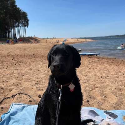 Hundetreffen-Gassi-, Schwimm- und Spielrunden-Bild