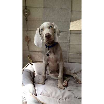 Weimaraner-Beitrag-Bild
