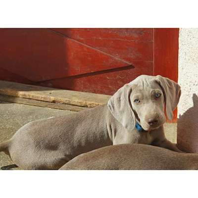 Weimaraner-Beitrag-Bild