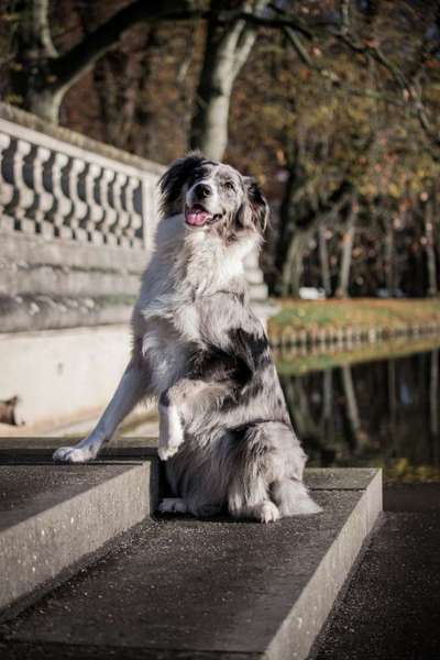 Hundetreffen-Gemeinsam spazieren gehen-Bild