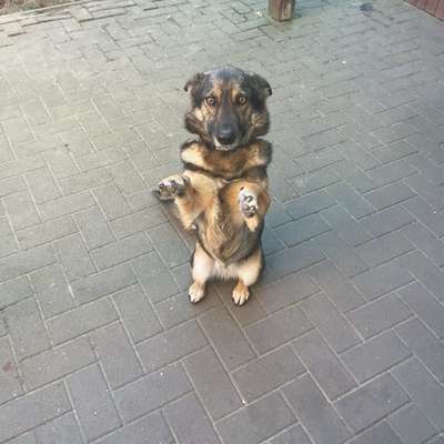 Hundetreffen-Alle treffen-Bild