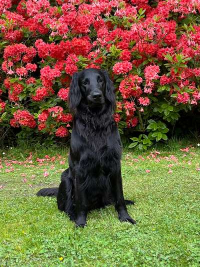 Flat Coated Retriever-Beitrag-Bild