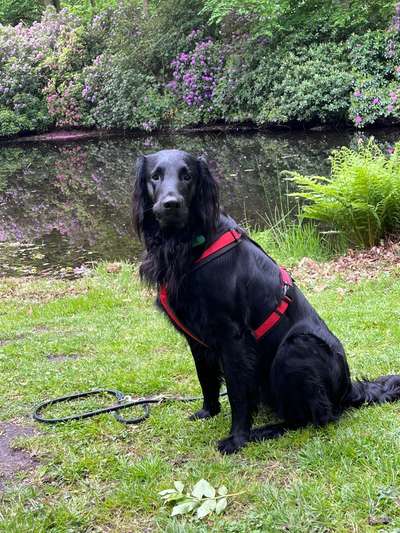 Flat Coated Retriever-Beitrag-Bild
