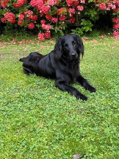 Flat Coated Retriever-Beitrag-Bild