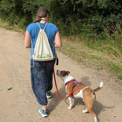 %{de_profession_title}-Hundetraining und -verhaltensberatung-Bild