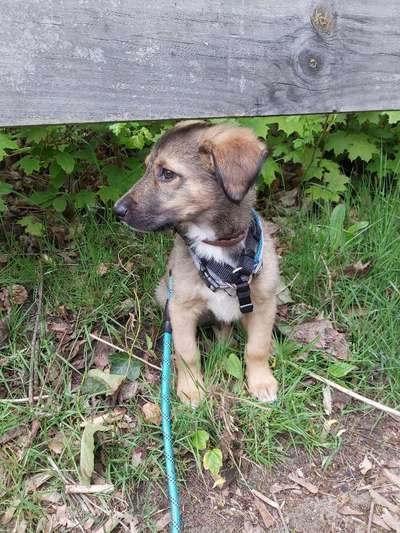 Welpen Bilder !-Beitrag-Bild