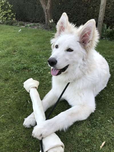 Hundetreffen-Regelmäßiges treffen für große Hunde-Bild