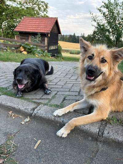 Hundetreffen-Hundebegegnung mit eventuellem Spielen!-Bild