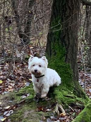 Hundeauslaufgebiet-Duloh-Bild