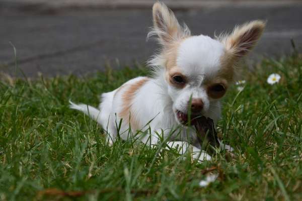 Hundetreffen-Welpenkreis-Bild