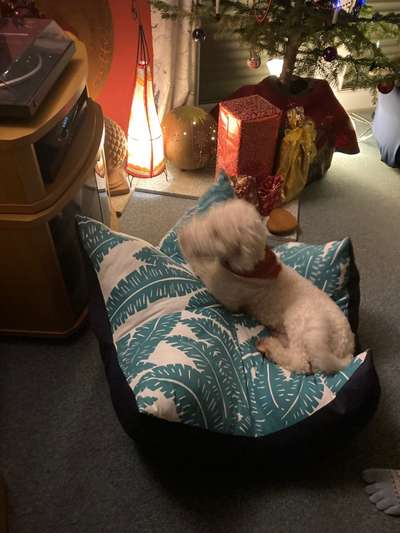 Lagotto Romagnolo Besitzer-Beitrag-Bild