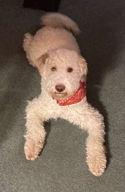 Lagotto Romagnolo Besitzer-Beitrag-Bild