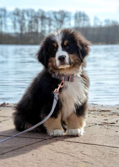 Berner Sennen-Beitrag-Bild