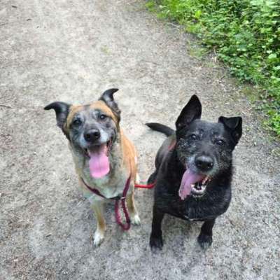 Hundetreffen-Spiel Treff-Bild