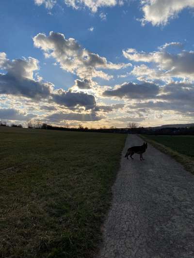 Hundeauslaufgebiet-Am alten Heckenplatz-Bild