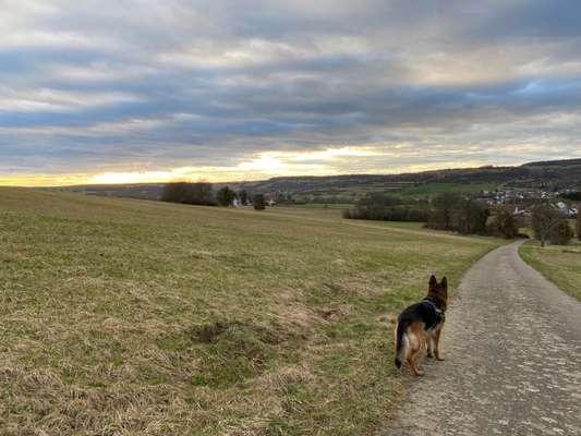 Hundeauslaufgebiet-Am Kneippbecken-Bild