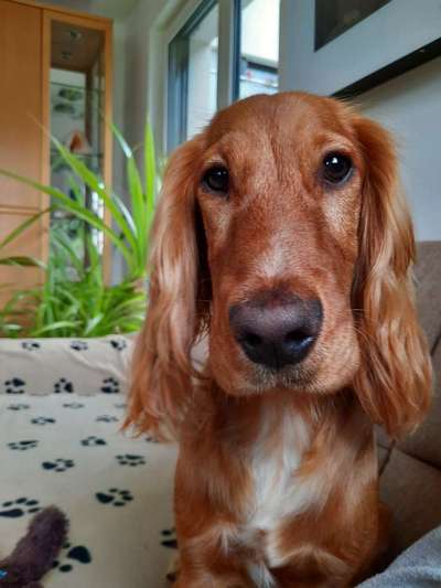 Zeigt mir die tollste Nahaufnahme von eurer Fellnase-Beitrag-Bild