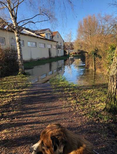 Hundeauslaufgebiet-Anlagerung Ebern-Bild