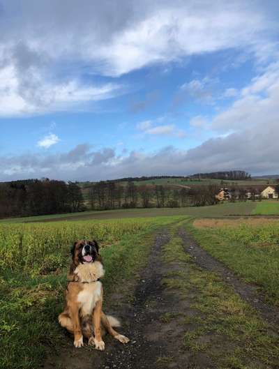 Hundeauslaufgebiet-Ruppacher Runde-Bild