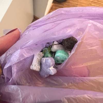 Giftköder-pot. Giftköder Hafenpromenade Oldenburg-Bild