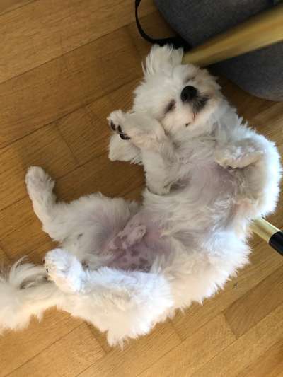 Die Dogorama Wochen Challenge-Beitrag-Bild