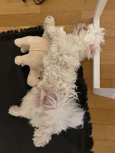 Der Lieblingsplüschi eures Vierbeiners-Beitrag-Bild