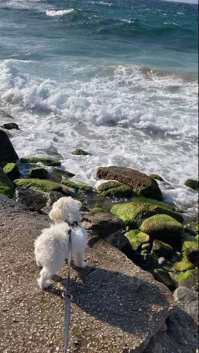 Urlaub mit Hund - Hat jemand Empfehlungen?-Beitrag-Bild