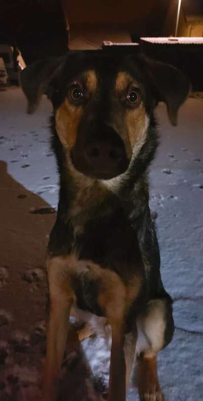 Dogorama Photo Challenge - Hundeblick zum hinschmelzen-Beitrag-Bild