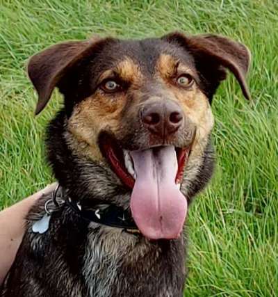 Tongue Out Tuesday-Beitrag-Bild