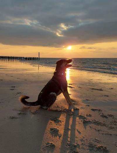 Dogorama Photo Challenge - Tierischer Urlaub-Beitrag-Bild