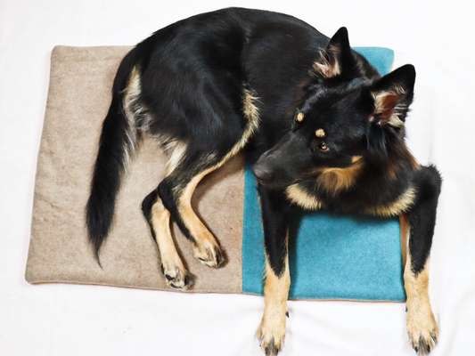 Handmade Dog Accessoires von Fräulein Smilla-Beitrag-Bild