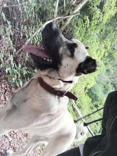 Welche Hunderasse-Beitrag-Bild