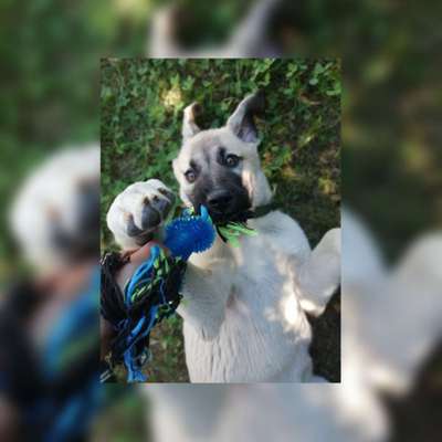 Foto's und Hundemodels-Beitrag-Bild