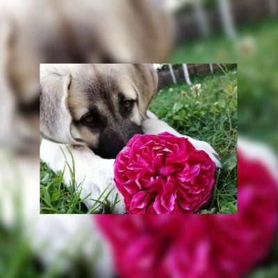 Foto's und Hundemodels-Beitrag-Bild