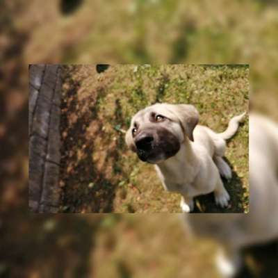 Foto's und Hundemodels-Beitrag-Bild