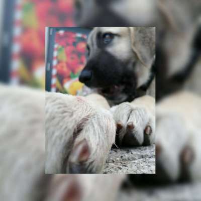 Foto's und Hundemodels-Beitrag-Bild