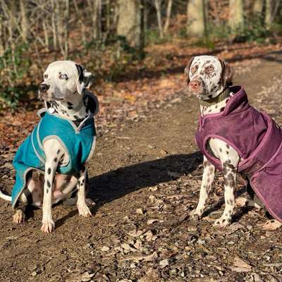 Hundetreffen-Spiel und Spaß-Bild