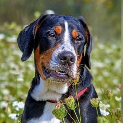 Die Dogorama Monats Challenge "Es grünt und blüht"-Beitrag-Bild