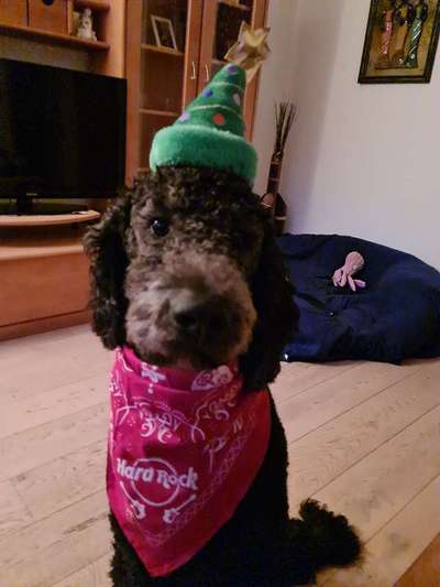 Zeige das lustigste Bild eures Hundis-Beitrag-Bild