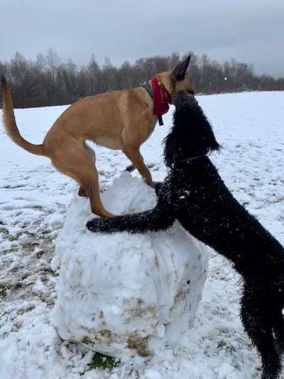 Bester Freund, Hundekumpel - zeigt her!-Beitrag-Bild
