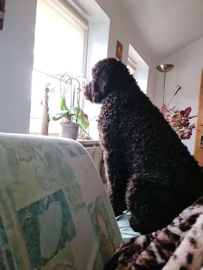 Hunde Memes-Beitrag-Bild