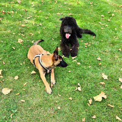 Bester Freund, Hundekumpel - zeigt her!-Beitrag-Bild