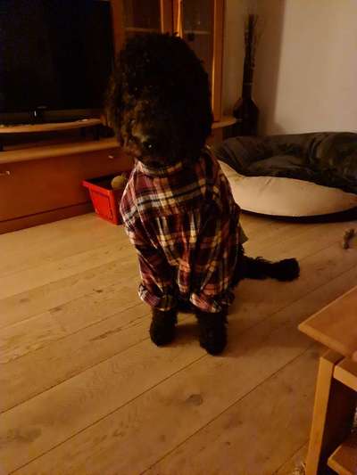 Hunde Memes-Beitrag-Bild