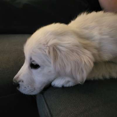 Hundetreffen-Spazieren gehen 🫶🏼-Bild