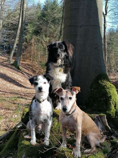 3. Fotochallenge Collagen - Hundefreunde-Beitrag-Bild