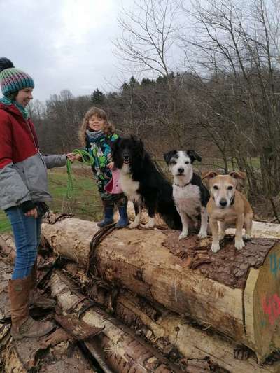 3. Fotochallenge Collagen - Hundefreunde-Beitrag-Bild