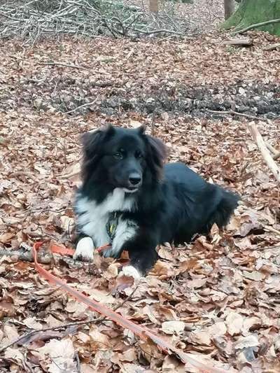 1. Fotochallenge Collagen - 4 Jahreszeiten-Beitrag-Bild