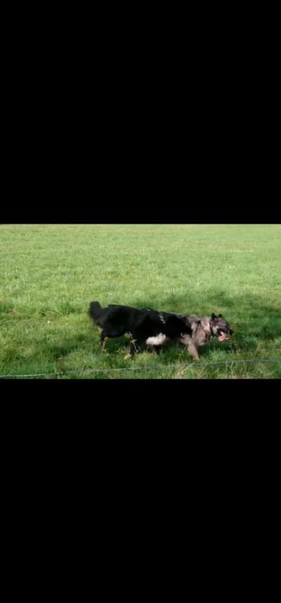 3. Fotochallenge Collagen - Hundefreunde-Beitrag-Bild